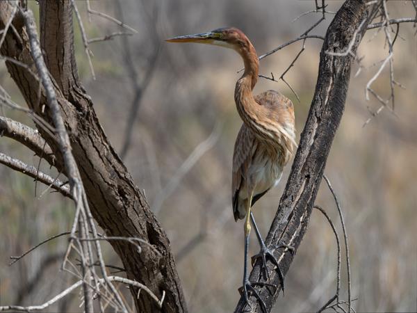 <h3><a href="/trips/grancanaria-2023/biota/animalia/chordata/aves/015 pelecaniformes/002 ardeidae/ardea purpurea/ardea purpurea-nl.html">Ardea&nbsp;purpurea</a> / Purple&nbsp;heron / Purperreiger</h3>NIKON D500 met 500.0 mm f/5.6, 1/1000 sec  bij F7.1, ISO 400, afstand 23.7&nbsp;m